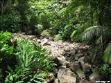 Bosque Nacional El Yunque - LUQUILLO